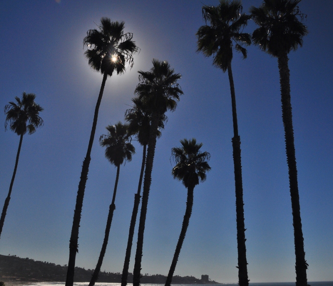 palms 